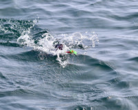 Mastering Salmon Fishing with Vittle Vault Lures: A Comprehensive Guide