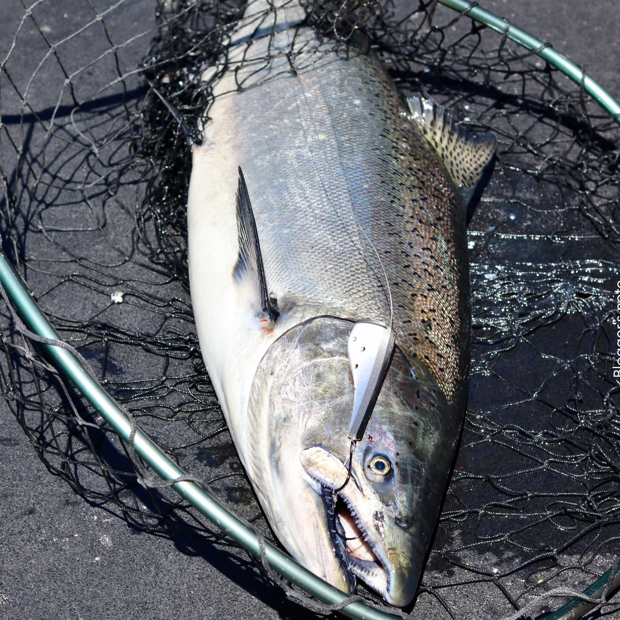 abu garcia 6500c3 ambassadeur c3 Abu Garcia Ambassadeur 6500 C3 LE Overhead Reel Compleat Angler Australia