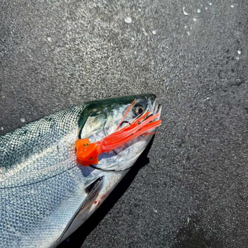 Load image into Gallery viewer, Orange and glow in the dark spinning hoochie salmon fishing lure. with a screw together head scent chamber. with a caught coho salmon