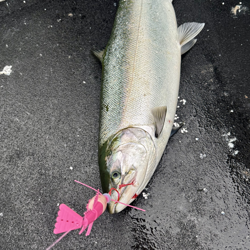 Load image into Gallery viewer, Vittle Vault - Shrimp | Salmon and Rock Fish Scent Chamber Fishing Lure