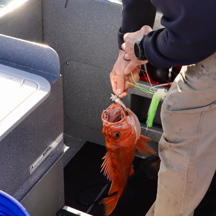 Looking For Some Great Fish Tacos