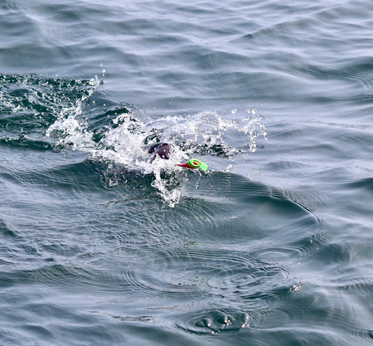 Mastering Salmon Fishing with Vittle Vault Lures: A Comprehensive Guide