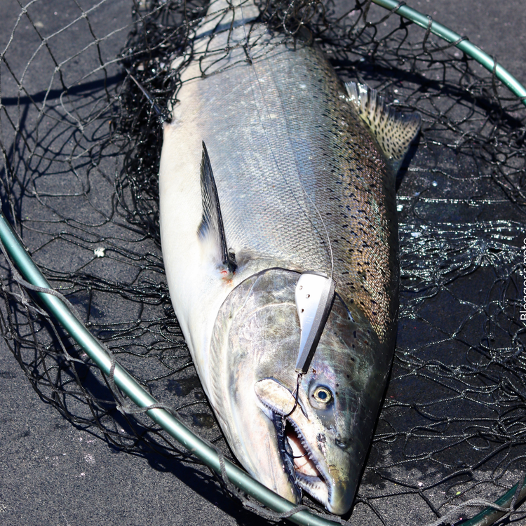 Salmon Fishing Lures for Chinook, Coho, Sockeye Salmon | Oregon Lure Salmon Fishing Lures for Chinook, Coho, Sockeye Salmon | Oregon Lure