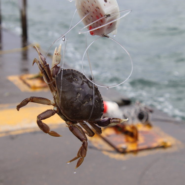 Crabbing Gear – Crab Snares, and  Pot Accessories