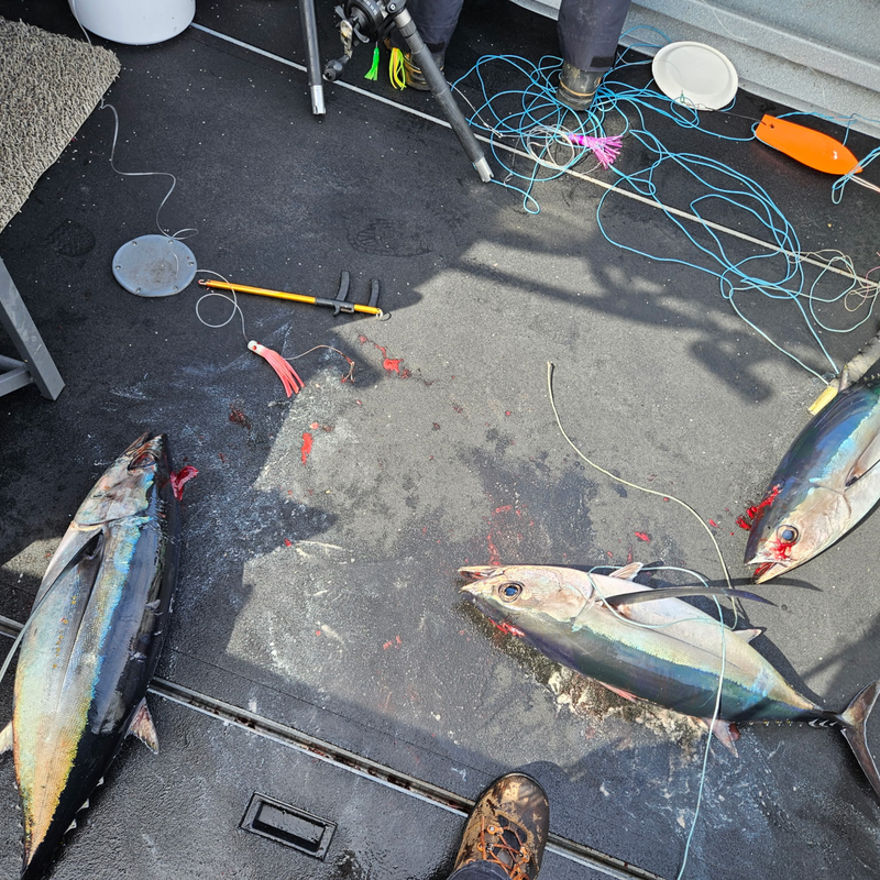 Load image into Gallery viewer, Offshore Crew | Tuna Clone Style Lure for Yellowfin, Albacore &amp; Ahi Tuna Fishing
