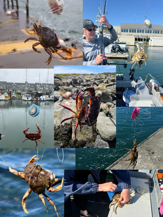 Holiday Crab Snare Bundle – Castable Crab Snares for Beach Crabbing