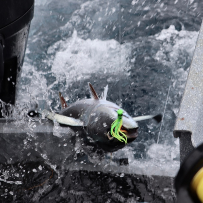 Load image into Gallery viewer, Offshore Crew | Tuna Clone Style Lure for Yellowfin, Albacore &amp; Ahi Tuna Fishing
