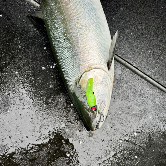 Salmon Fishing Lures for Chinook, Coho, Sockeye Salmon | Oregon Lure Salmon Fishing Lures for Chinook, Coho, Sockeye Salmon | Oregon Lure