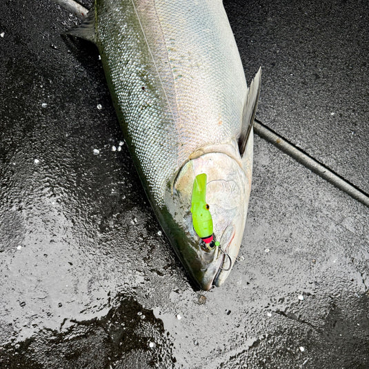 Ultra violet (UV) Green and Pink Coho, Chinook, Sockeye, Salmon and Trout Lure. Large lip for wobbling action, and scent chamber. Catching A Coho