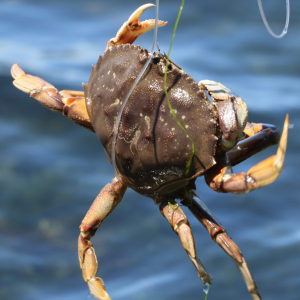 Crabbing