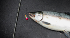 Salmon Collection