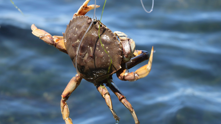 Crabbing