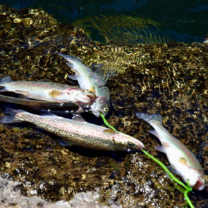 Fresh Water Fishing