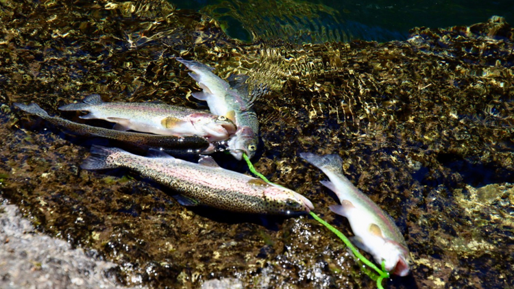 Fresh Water Fishing