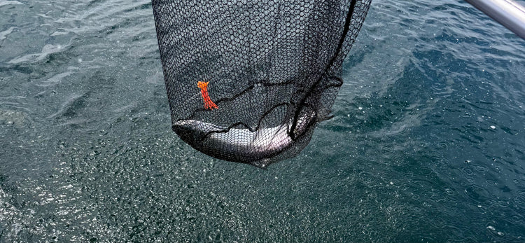 Fish Confidently