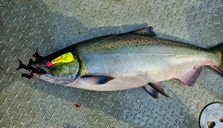 Fish Longer