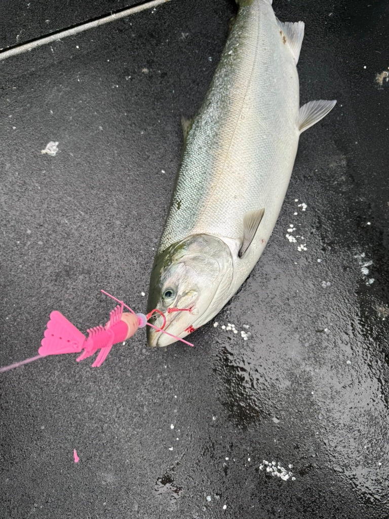 Load image into Gallery viewer, Vittle Vault - Shrimp | Salmon and Rock Fish lure
