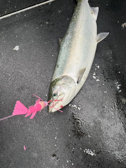 Vittle Vault - Shrimp | Salmon and Rock Fish lure