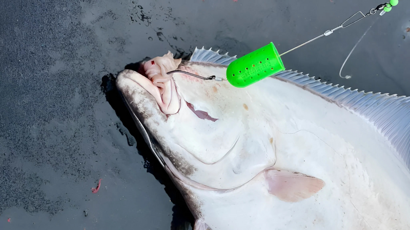 Load image into Gallery viewer, A halibut with a UV Green Bait Basket lure in its mouth
