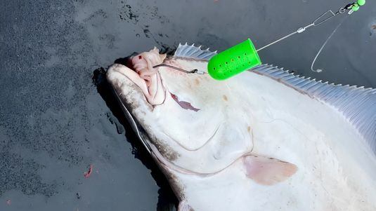 A halibut with a UV Green Bait Basket lure in its mouth