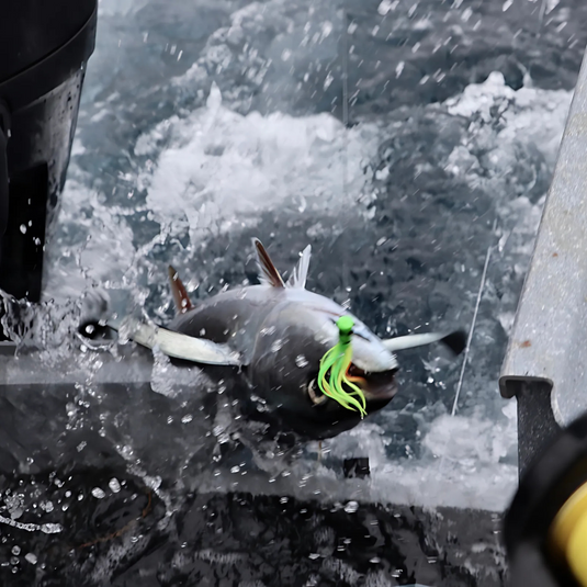 Our Tropical Tempest Offshore Crew tuna lure in action pulling up an albacore tuna