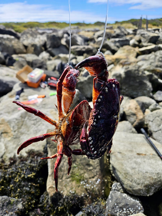 Bait Basket Crab Snare | The RapuTrap by Oregon Lure
