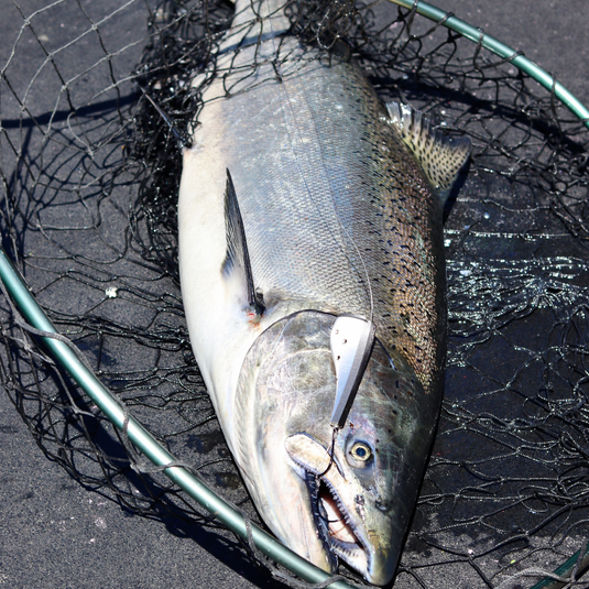 a Chinook salmon in a net caught with a cut plug salmon lure