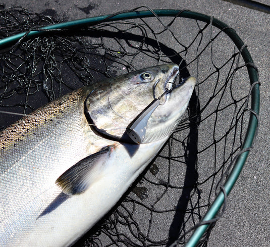 Salmon Fishing