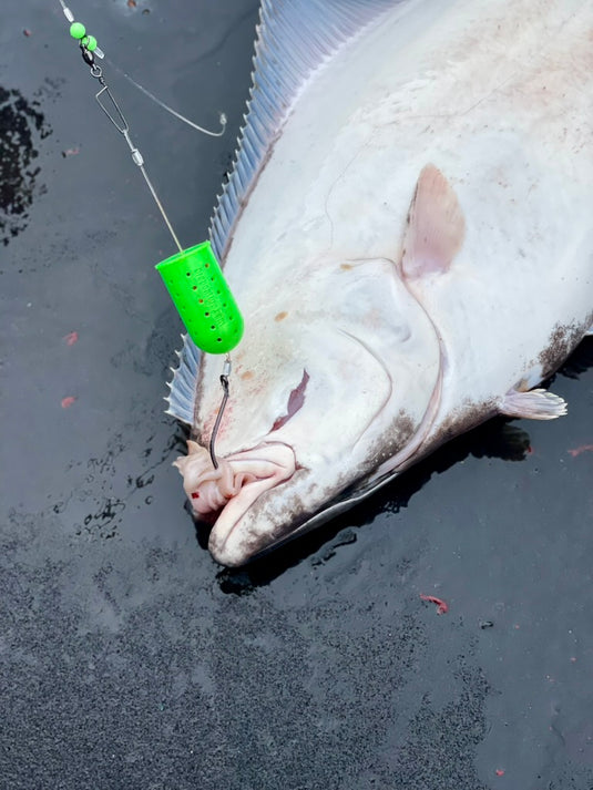 Fish Confidently