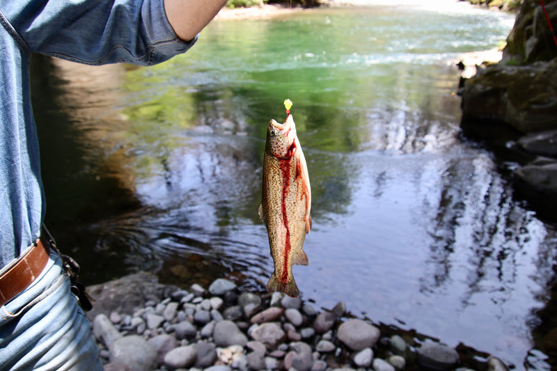 Load image into Gallery viewer, A rainbow trout caught with a bait basket nano
