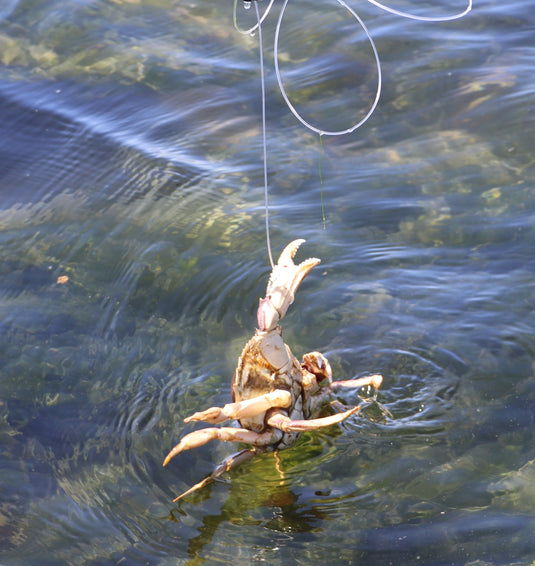 Crabbing Collection