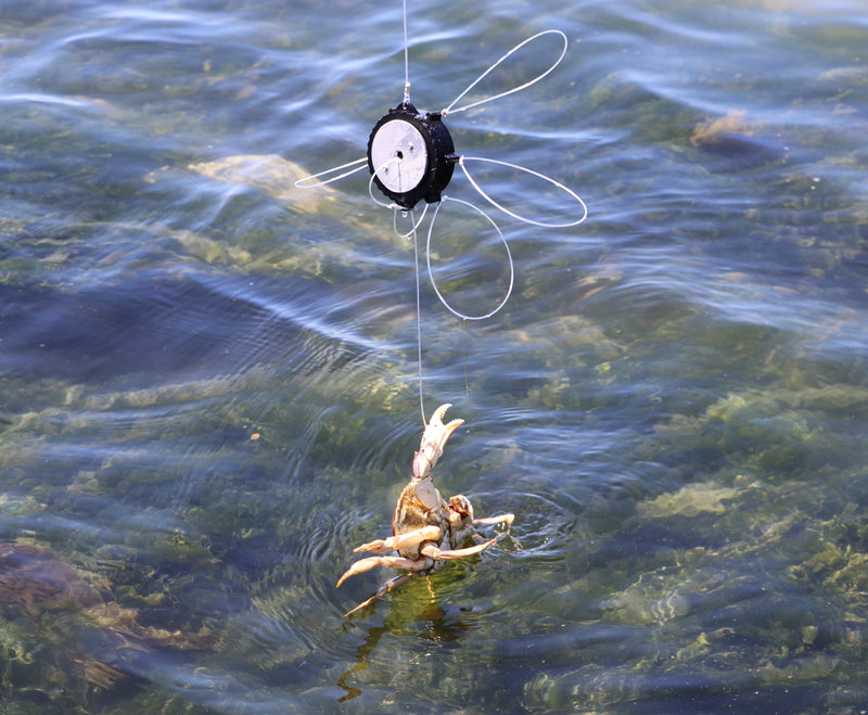 Load image into Gallery viewer, A crab caught with a crab snare in black
