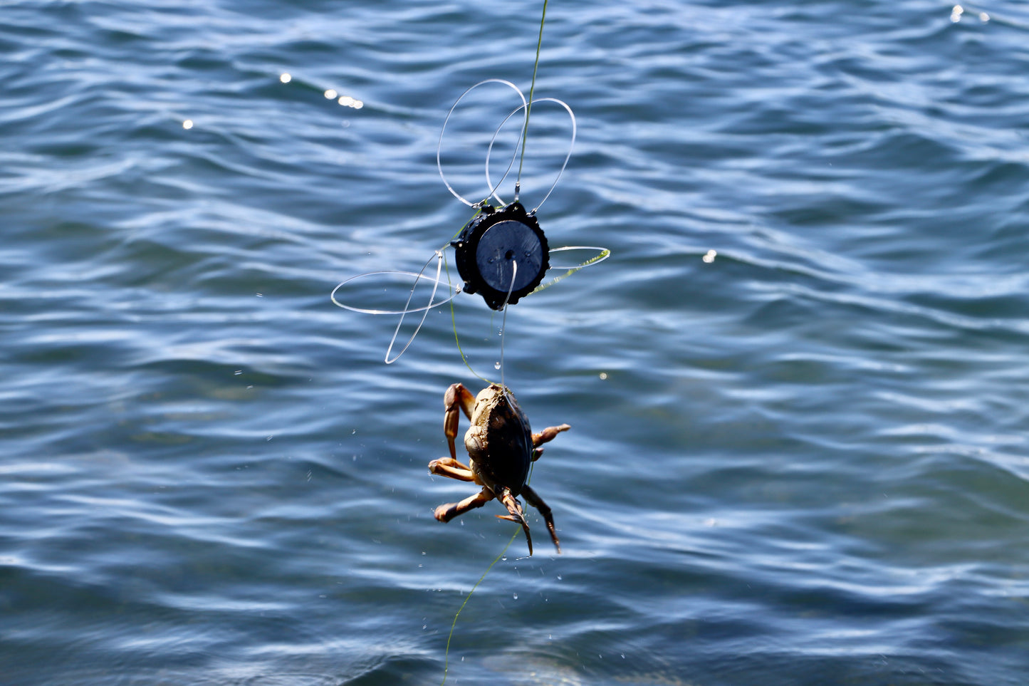 Bait Basket Snare