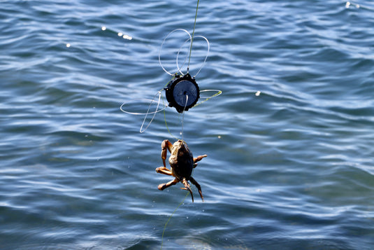 A crab caught with a crab snare in black
