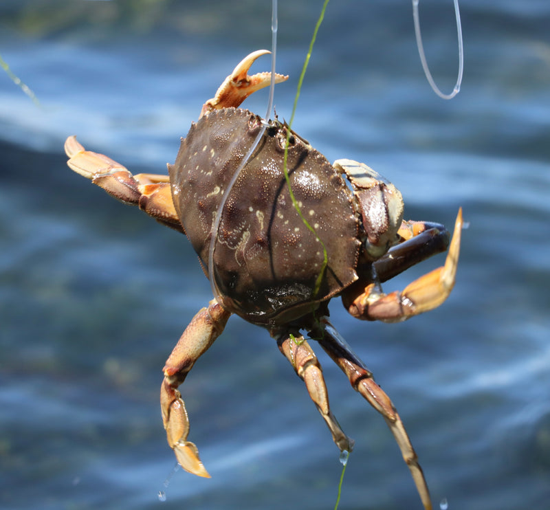 Load image into Gallery viewer, A crab caught with crab snare
