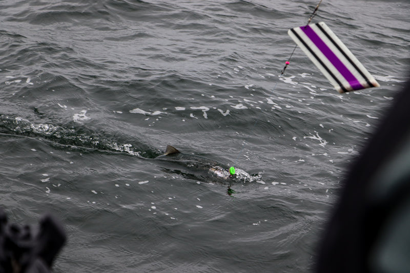 Load image into Gallery viewer, HydroVault Flashers
