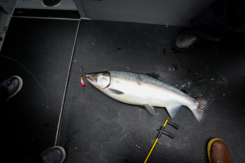 Load image into Gallery viewer, Vittle Vault mini max in action catching a salmon
