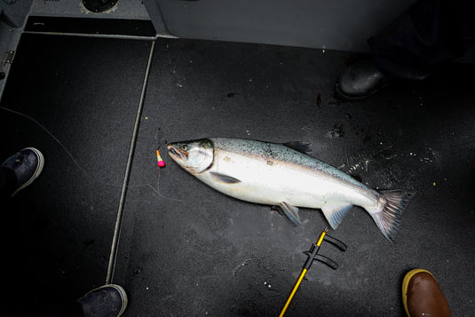 Vittle Vault mini max in action catching a salmon