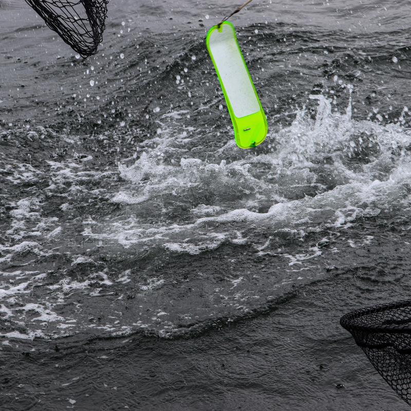 Load image into Gallery viewer, Magnetic breakaway on a 360 flasher in action catching a salmon
