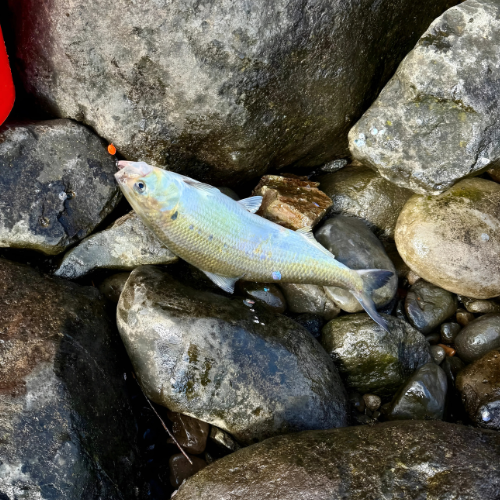 Load image into Gallery viewer, American Shad caught with a Bait basket nano fishing lure
