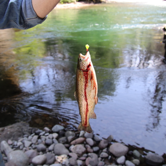 Spinning Bait Basket – Inline Scent Chamber for Salmon, Trout, Steelhead Lures | UV & Neon Fishing Lure Bait Holder | Add Action to Hoochies & Skirt Style Lures