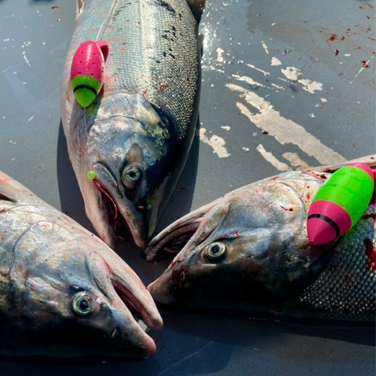 Three Coho salmon caught on Salmon plug fishing lures.