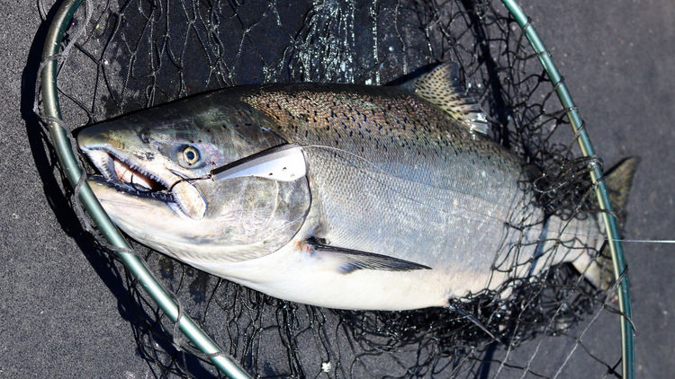 Salmon Fishing